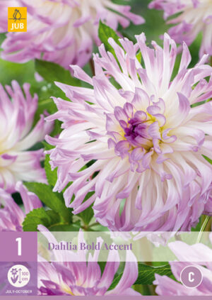 Dahlia Bold Accent