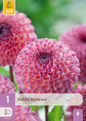 Dahlia Burlesca