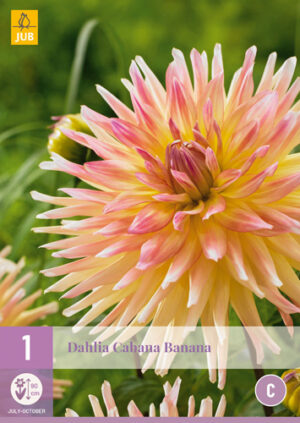 Dahlia Cabana Banana