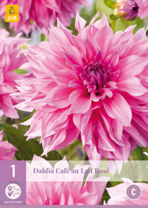 Dahlia Café au Lait Rosé