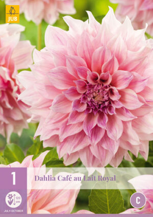 Dahlia Café au Lait Royal