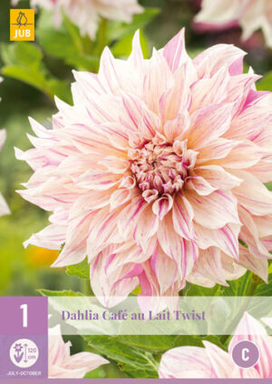 Dahlia Café au Lait Twist