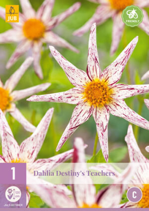 Dahlia Destiny's Teachers