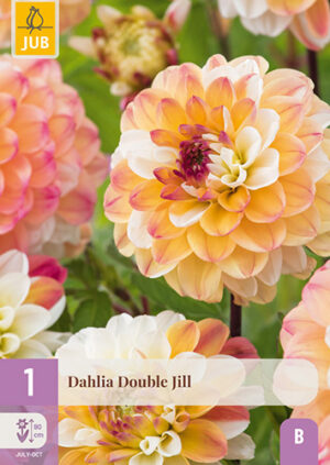 Dahlia Double Jill