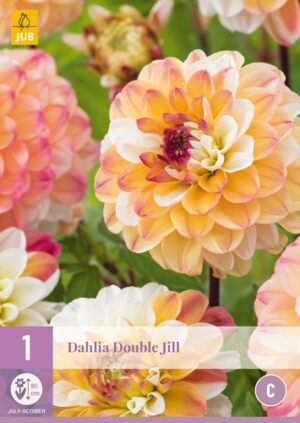 Dahlia Double Jill