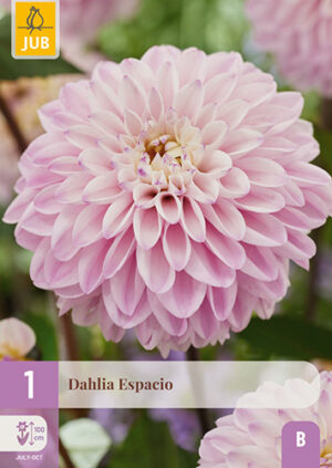 Dahlia Espacio