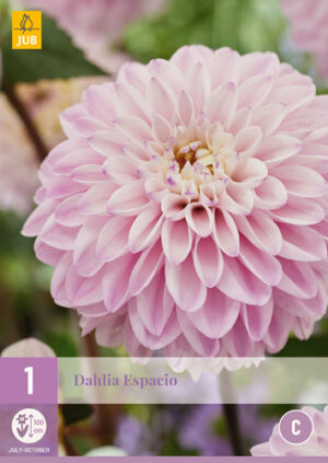 Dahlia Espacio