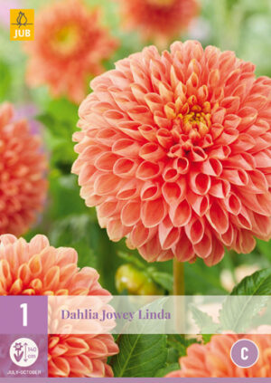 Dahlia Jowey Linda