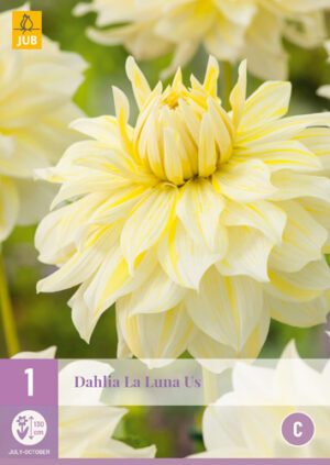 Dahlia La Luna US