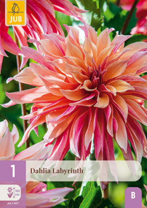 Dahlia Labyrinth