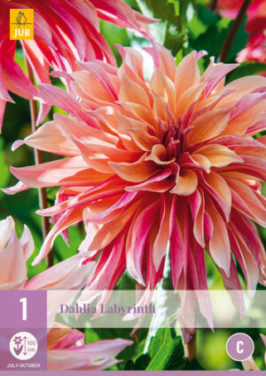 Dahlia Labyrinth