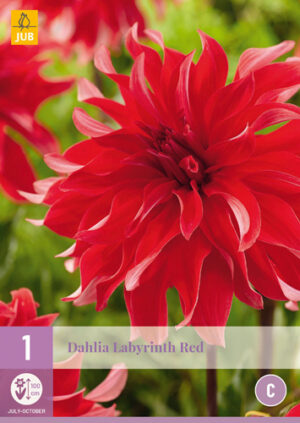 Dahlia Labyrinth Red