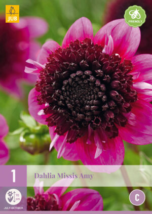 Dahlia Missis Amy