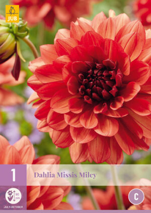 Dahlia Missis Miley