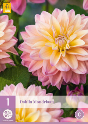 Dahlia Mondriaan