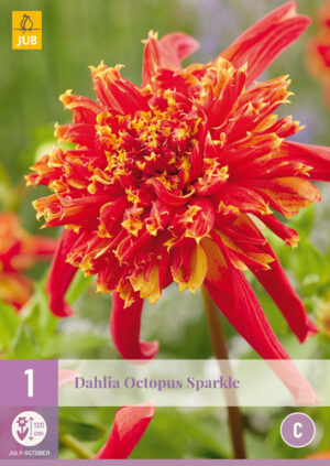 Dahlia Octopus Sparkle