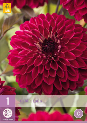 Dahlia Quin