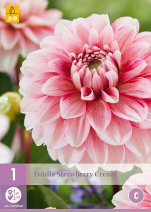 Dahlia Strawberry Cream