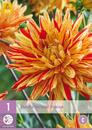 Dahlia Striped Vulcan