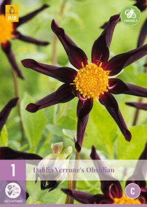 Dahlia Verrone's Obsidian