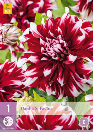 Dahlia X-Factor