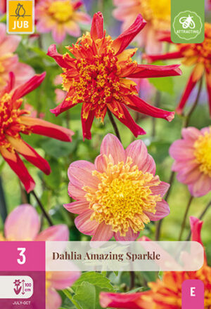 Dahlia Amazing Sparkle