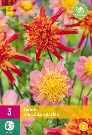 Dahlia Amazing Sparkle