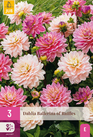Dahlia Ballerina of Ruffles