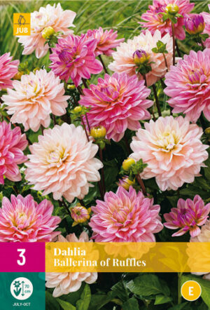 Dahlia Ballerina of Ruffles