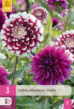 Dahlia Blueberry Fields