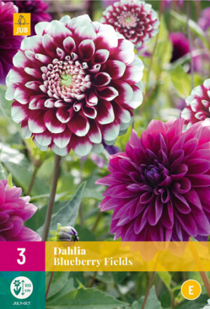 Dahlia Blueberry Fields