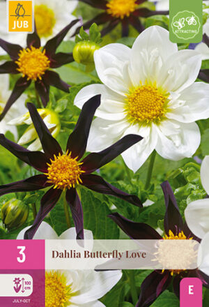 Dahlia Butterfly Love