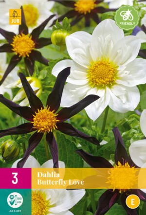 Dahlia Butterfly Love