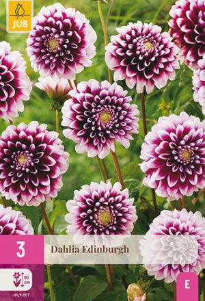 Dahlia Edinburgh