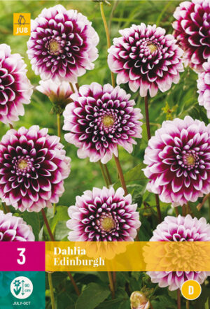 Dahlia Edinburgh