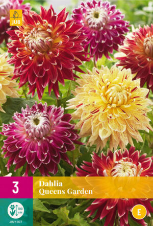 Dahlia Queens Garden