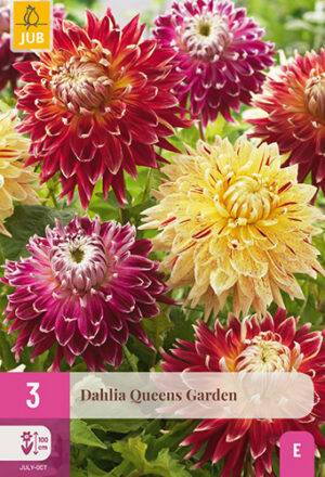 Dahlia Queens Garden
