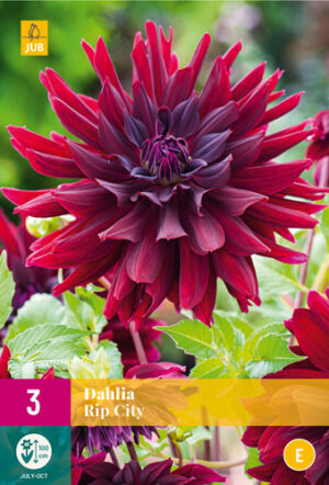Dahlia Rip City