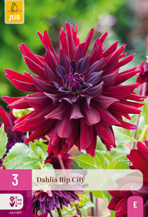 Dahlia Rip City