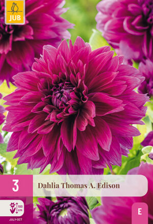 Dahlia Thomas A. Edison