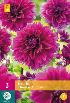 Dahlia Thomas A. Edison