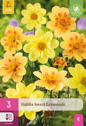 Dahlia Sweet Lemonade