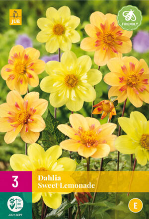Dahlia Sweet Lemonade