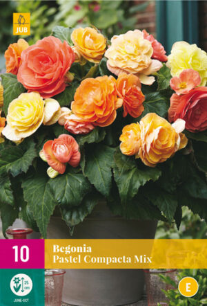 Begonia Pastel Compacta Mix