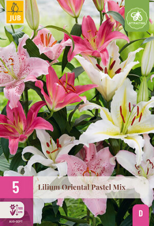 Lilium Oriental Pastel Mix
