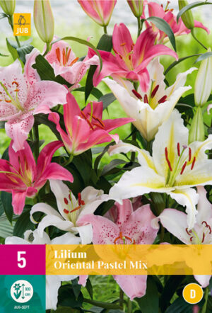 Lilium Oriental Pastel Mix