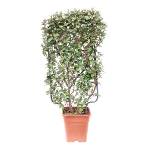 Elaeagnus ebbingei Compact Kant-en-Klaar Haag klein
