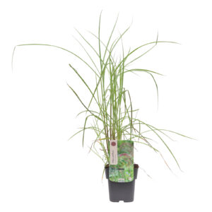 Miscanthus sinensis Flamingo