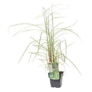 Miscanthus sinensis Flamingo
