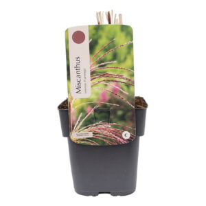 Miscanthus sinensis Flamingo